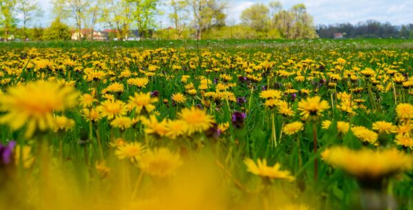 Triptychon P1080832 – Bild 2